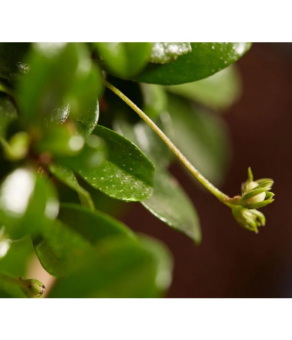 Bonsai Mit Buddha, Verschiedene Sorten – Bild 9