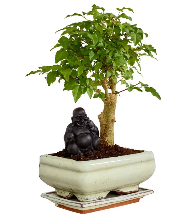 Bonsai Mit Buddha, Verschiedene Sorten – Bild 2