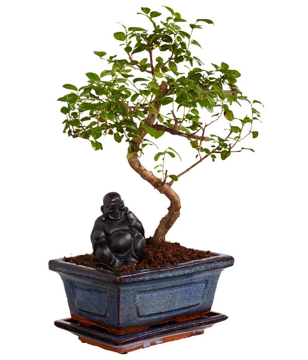 Bonsai Mit Buddha, Verschiedene Sorten – Bild 3