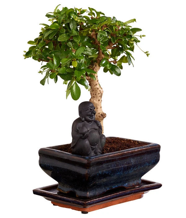 Bonsai Mit Buddha, Verschiedene Sorten – Bild 5