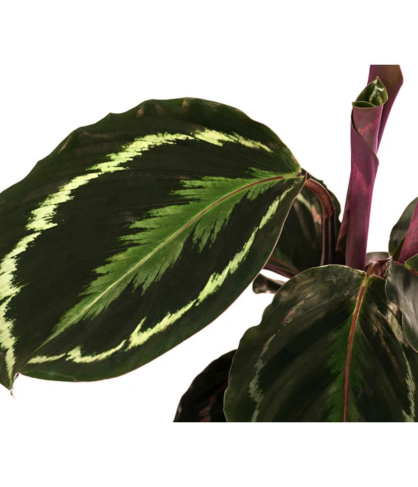 Korbmarante - Calathea Roseopicta 'Medallion' – Bild 3