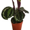 Korbmarante - Calathea Roseopicta 'Medallion'