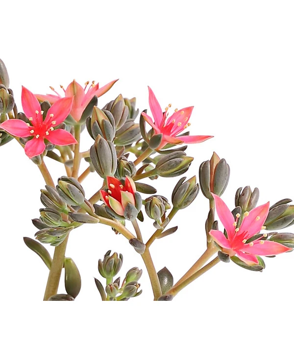 Graptopetalum - Graptopetalum Tacitus – Bild 3