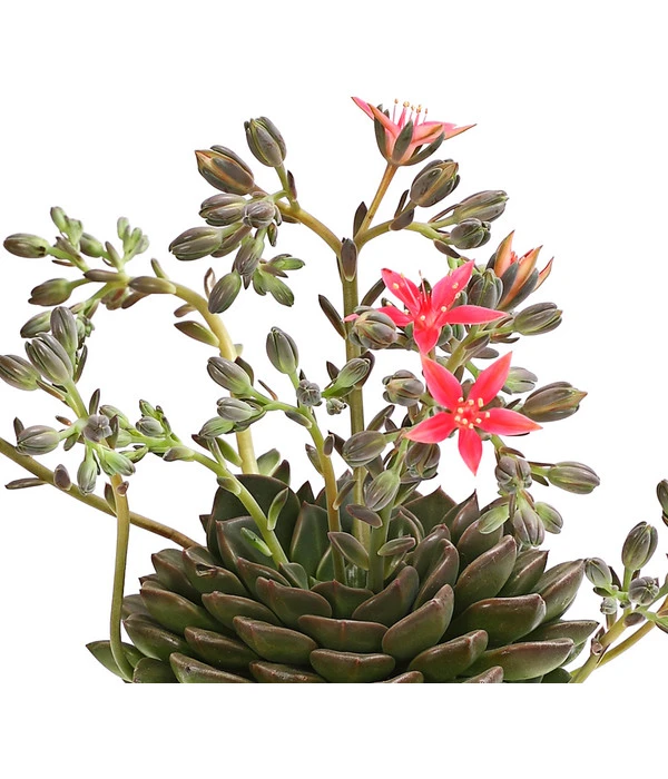 Graptopetalum - Graptopetalum Tacitus – Bild 4