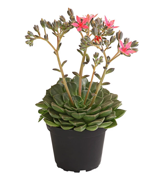 Graptopetalum - Graptopetalum Tacitus