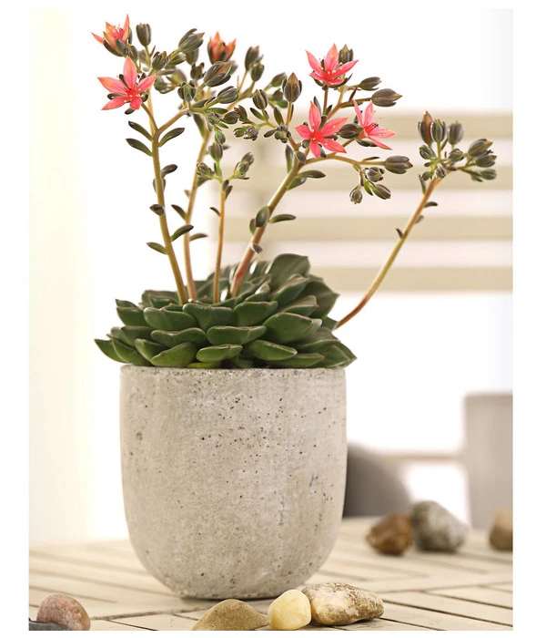 Graptopetalum - Graptopetalum Tacitus – Bild 5
