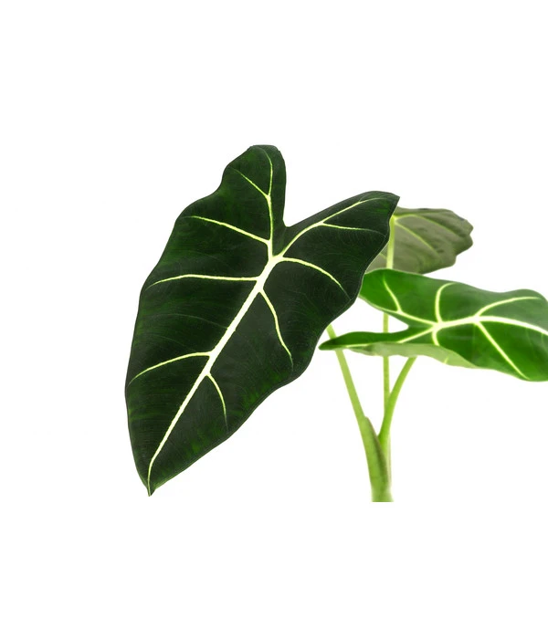 Pfeilblatt - Alocasia Micholitziana 'Frydek' – Bild 4