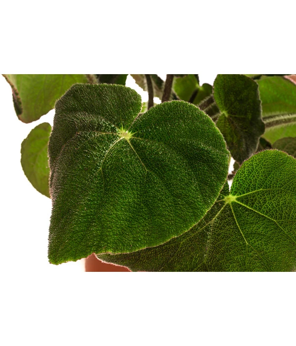 Blattbegonie - Begonia Masoniana 'Jungle' – Bild 2