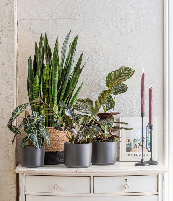 Pfeilblatt - Alocasia Amazonica 'Polly' – Bild 5