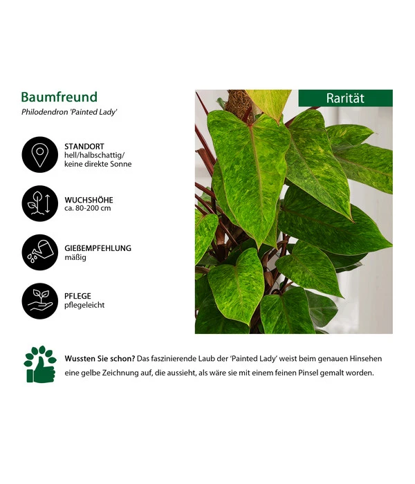 Baumfreund - Philodendron 'Painted Lady' – Bild 2