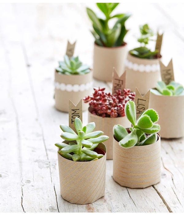 Mini Sukkulenten, Verschiedene Sorten – Bild 2