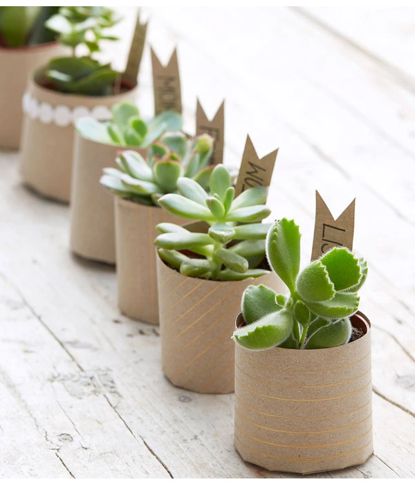 Mini Sukkulenten, Verschiedene Sorten – Bild 3