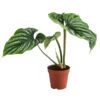 Baumfreund - Philodendron Plowmanii