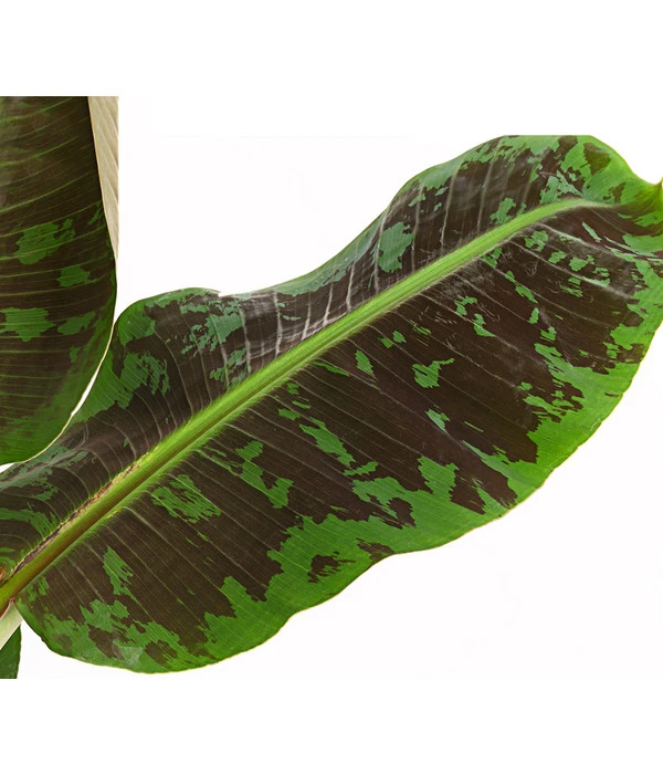 Banane 'Dwarf Cavendish' – Bild 5