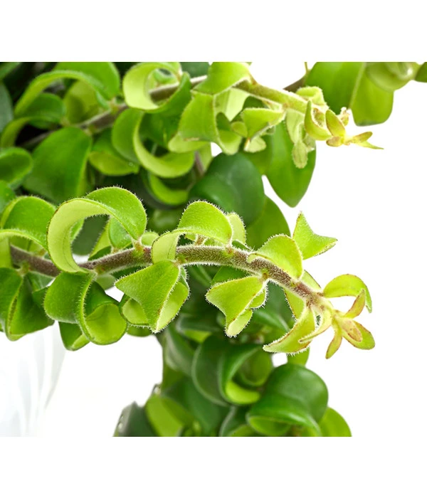 Schamblume - Aeschyanthus Radicans 'Scubidoo', Ampel – Bild 2