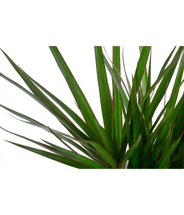 Drachenbaum - Dracaena Marginata, In Seegras-Korb – Bild 4