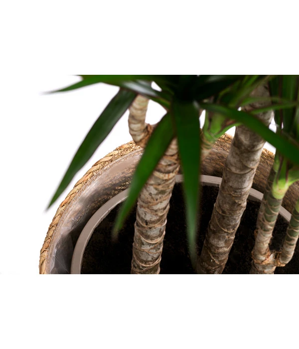 Drachenbaum - Dracaena Marginata, In Seegras-Korb – Bild 3
