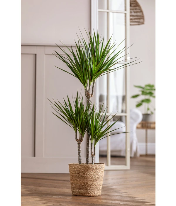 Drachenbaum - Dracaena Marginata, In Seegras-Korb – Bild 2