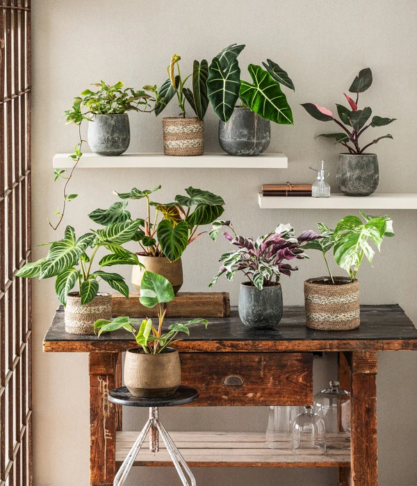 Pfeilblatt - Alocasia Micholitziana 'Frydek' – Bild 2