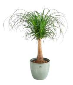 Elefantenfuß - Beaucarnea Recurvata, In Keramik