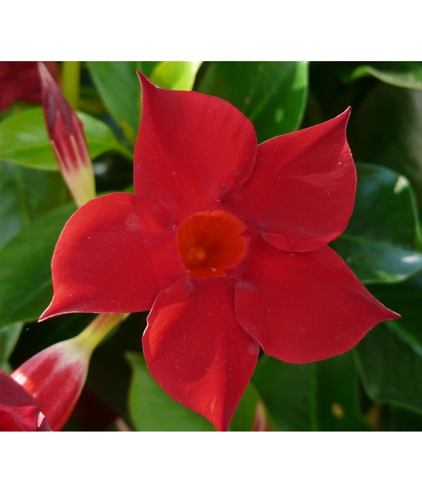 Dipladenie, Im Kasten – Bild 2