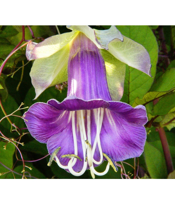 Glockenrebe – Bild 4