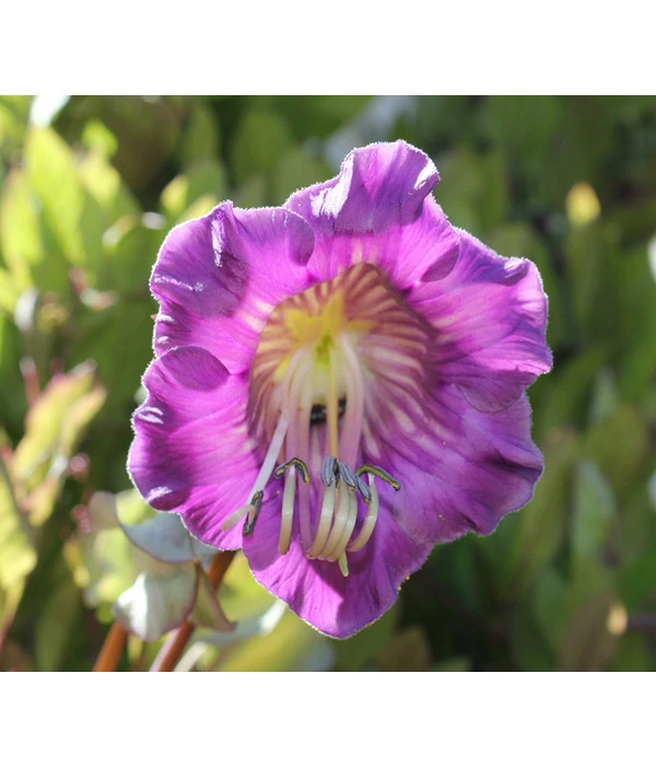 Glockenrebe – Bild 3