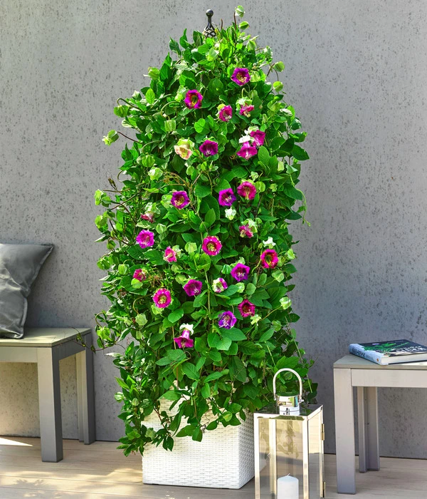 Glockenrebe – Bild 2