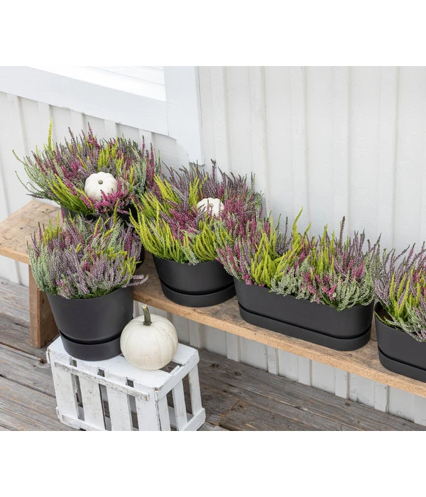 Elho Kunststoff-Topf Greenville, Ca. Ø19/H18 Cm – Bild 2