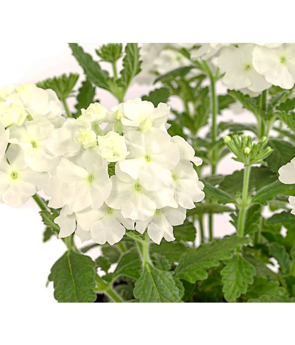 Eisenkraut, Verschiedene Farben – Bild 12