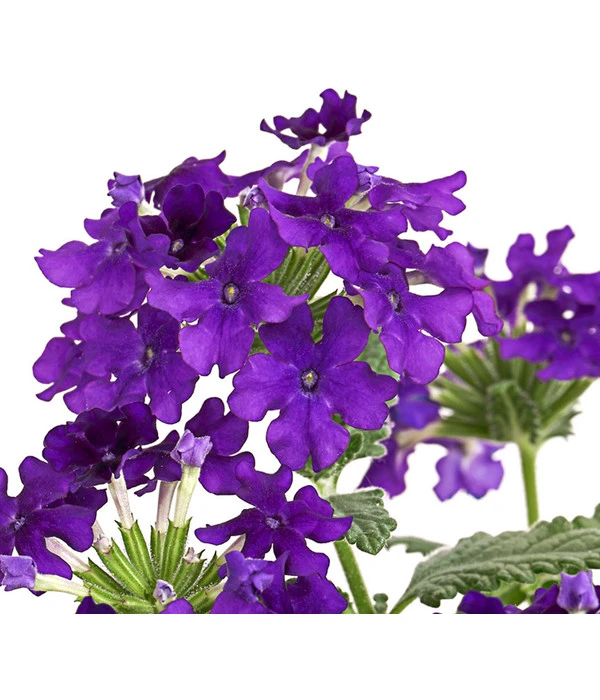 Eisenkraut, Verschiedene Farben – Bild 10