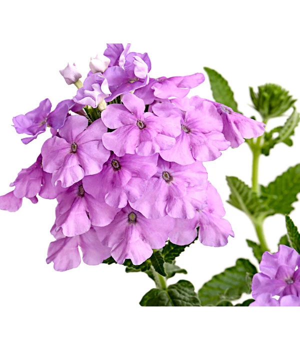 Eisenkraut, Verschiedene Farben – Bild 9