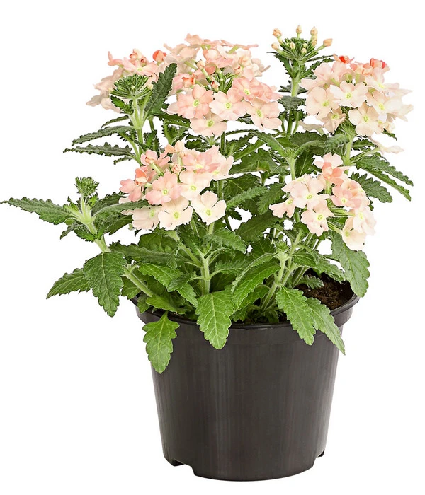 Eisenkraut, Verschiedene Farben – Bild 5