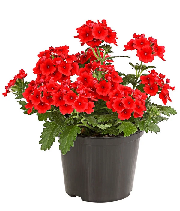 Eisenkraut, Verschiedene Farben – Bild 2