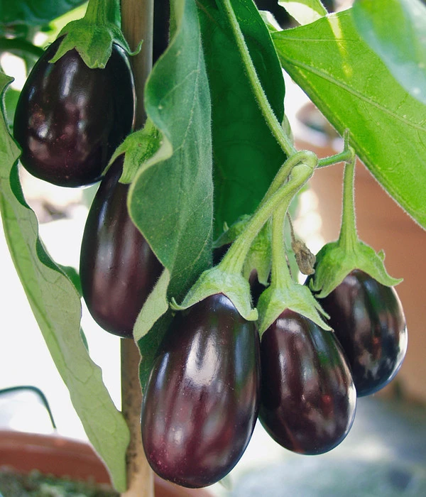 Pick-&-Joy® Aubergine Mit Früchten – Bild 3