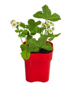 XXL Erdbeere 'Elvira'