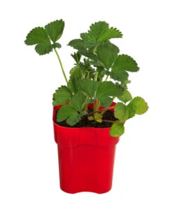 XXL Erdbeere 'Tenira'