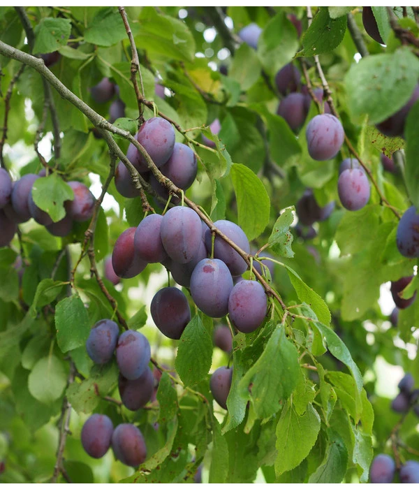 Zwetschge 'Kulinaria-Toptaste' – Bild 2